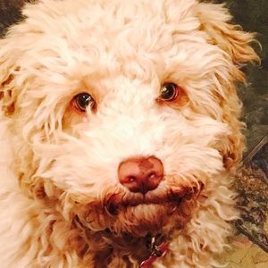 Meet your Posher, Sam